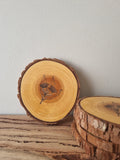 Eucalyptus coasters- Set of 5